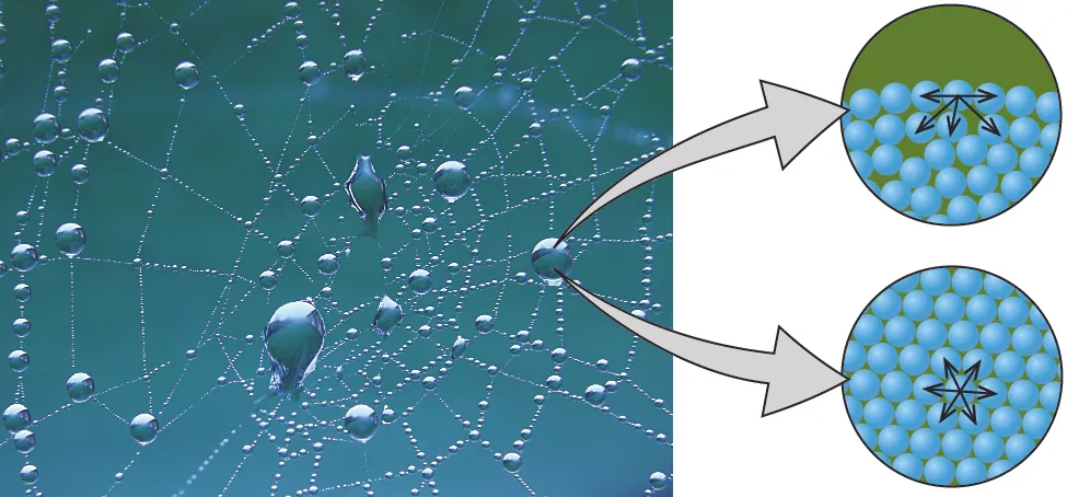 A photo of a spider’s web with droplets of water attached to it is shown. Two images are shown the right of the photo and arrows lead from the photo to the images. The upper image shows twenty eight blue spheres stacked one atop the other in the bottom of a circular background. Five arrows are drawn pointing to the sides and downward from the sphere in the top middle of the drawing. The lower image shows another circular background of the same size as the first, but this time the blue spheres fill the image and are packed closely together. A sphere in the middle has six arrows pointing in all directions away from it.