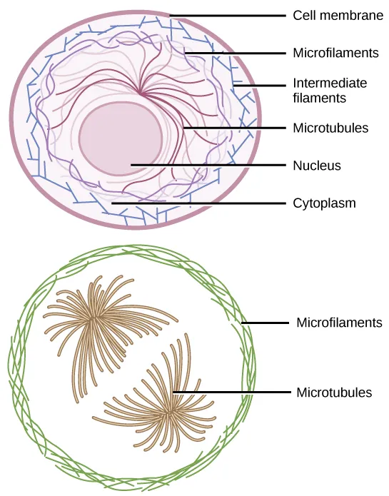 Microfilaments line the inside of the plasma membrane, whereas microtubules radiate out from the center of the cell. Intermediate filaments form a network throughout the cell that holds organelles in place.