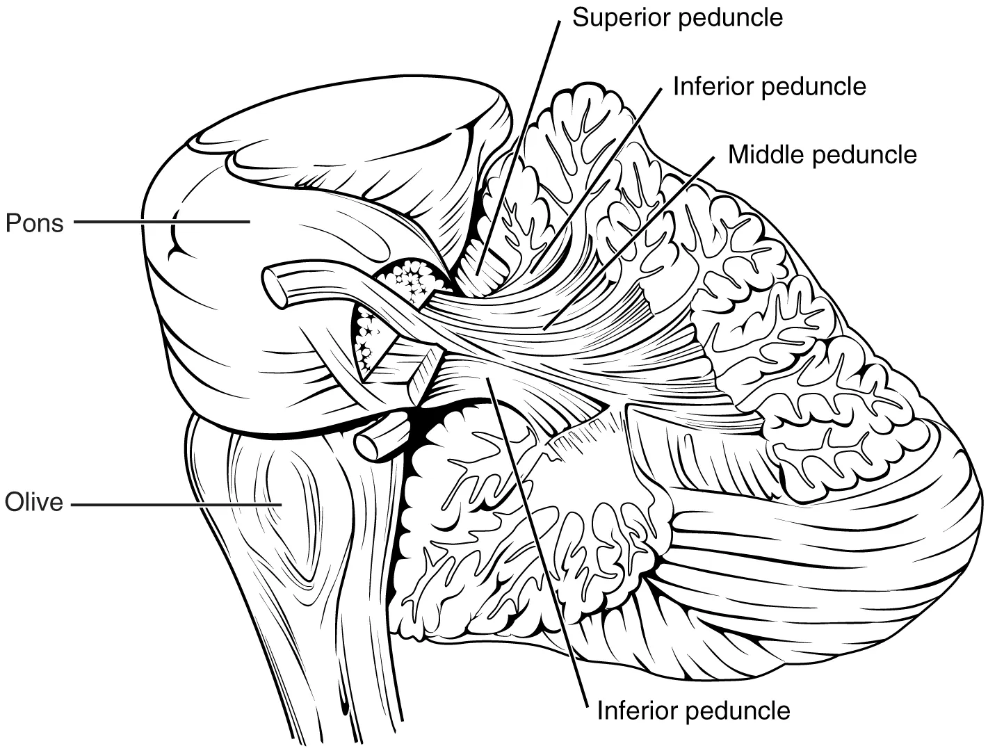 This image shows the cerebellum with the major parts including the peduncles labeled.