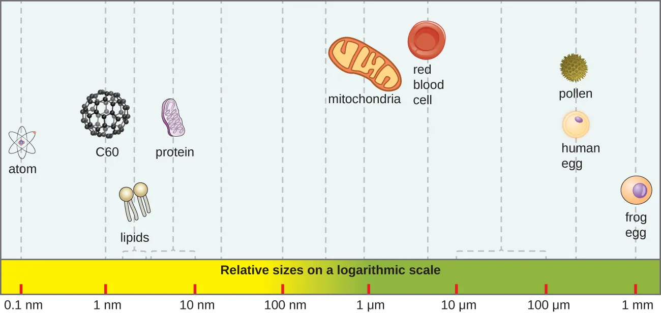 A bar along the bottom indicates size of various objects. At the far right is a from egg at approximately 1 mm. To the left are a human egg and a pollen grain at approximately 0.1 mm. Next is a red blood cell at just under 10 µm. Next is a mitochondrion at approximately 1 µm. Next are proteins which range from 5-10 nm. Next are lipids which range from 2-5 nm. Next is C60 (fullerene molecule) which is approximately 1 nm. Finally, atoms are approximately 0.1 nm.