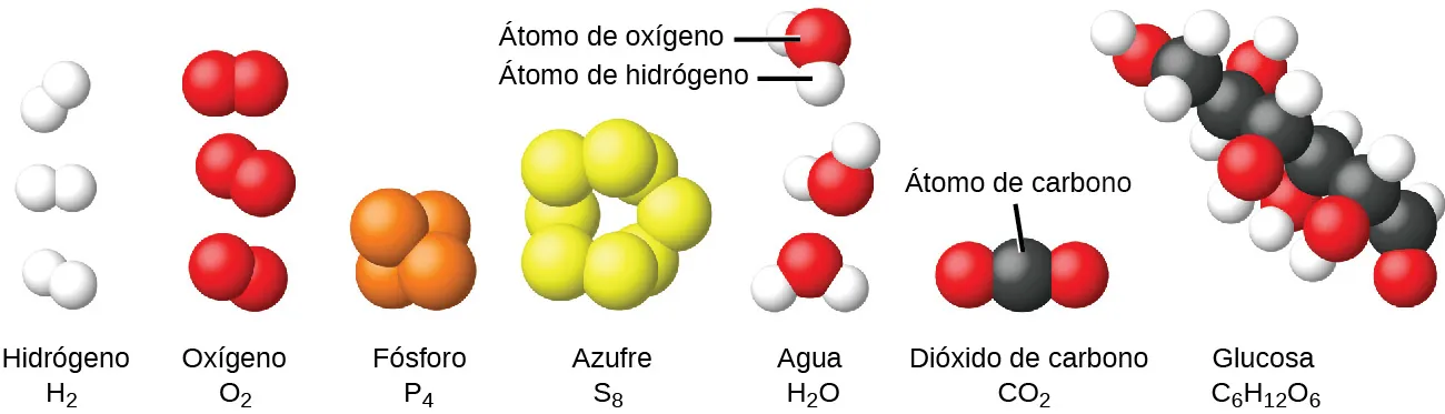 La molécula de hidrógeno, H subíndice 2, se muestra como dos pequeñas esferas blancas unidas entre sí. La molécula de oxígeno O subíndice 2, se muestra como dos esferas rojas enlazadas. La molécula de fósforo, P subíndice 4, se muestra como cuatro esferas de color naranja enlazadas fuertemente entre sí. La molécula de azufre, S subíndice 8, se muestra como 8 esferas amarillas enlazadas entre sí. Las moléculas de agua, H subíndice 2 O, están formadas por un átomo de oxígeno rojo enlazado a dos átomos de hidrógeno blancos más pequeños. Los átomos de hidrógeno están en ángulo en la molécula de oxígeno. El dióxido de carbono, C O subíndice 2, está formado por un átomo de carbono y dos de oxígeno. Un átomo de oxígeno está enlazado al lado derecho del carbono y el otro oxígeno está enlazado al lado izquierdo del carbono. La glucosa, C subíndice 6 H subíndice 12 O subíndice 6, contiene una cadena de átomos de carbono que tienen unidos átomos de oxígeno o de hidrógeno.