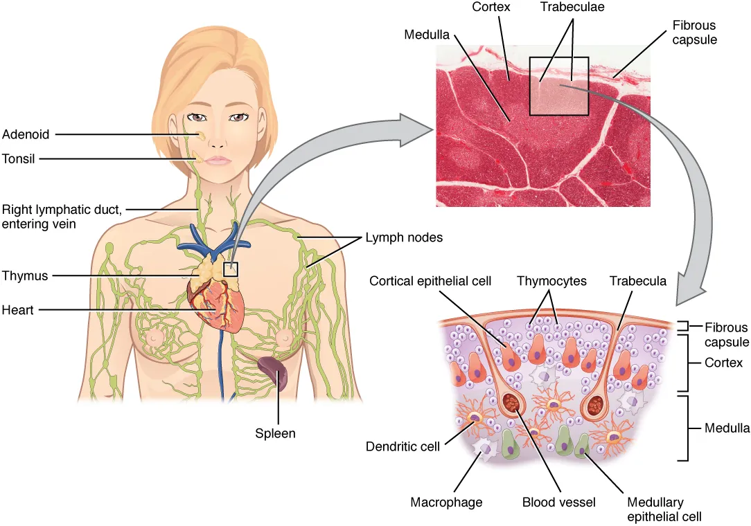 The left panel of this figure shows the head and chest of a woman and the location of the thymus is marked. The top right panel shows a micrograph of the thymus and the bottom right panel shows a magnified view of the structure of the thymus.