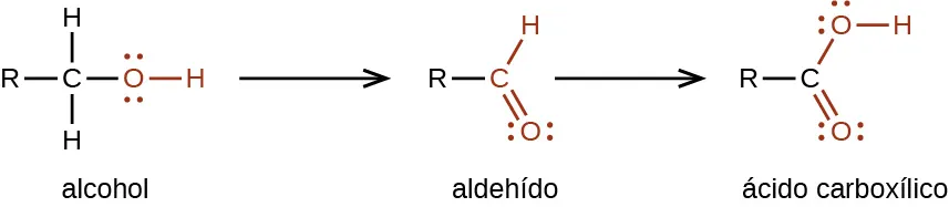Se muestra una reacción química con dos flechas. A la izquierda, un alcohol, indicado con un átomo de C al que se enlaza un grupo R a la izquierda, los átomos de H se enlazan por encima y por debajo, y en rojo, se muestra un átomo de O de enlace simple con un átomo de H enlazado a la derecha. Tras la primera flecha de reacción, se muestra un aldehído. Esta estructura se representa con un grupo R enlazado a un átomo de C rojo al que se enlazado un átomo de H por encima y a la derecha, y un átomo de O está doblemente enlazado por debajo y a la derecha. A la derecha de la segunda flecha aparece un ácido carboxílico compuesto por un grupo R enlazado a un átomo C al que, en rojo, se une un átomo O por enlace simple con un átomo H enlazado a su lado derecho. Un átomo de O en rojo forma un doble enlace por debajo y a la derecha. Todos los átomos de O tienen dos pares de puntos de electrones.
