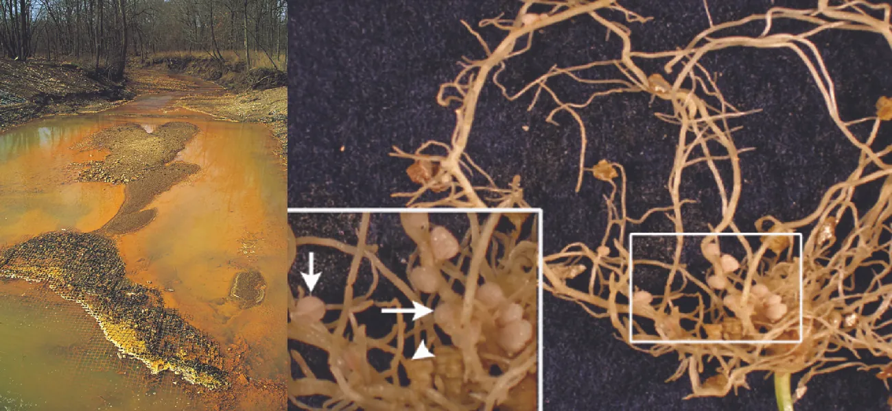 Orange and brown waterway. Close-up of roots with small nodules on them.