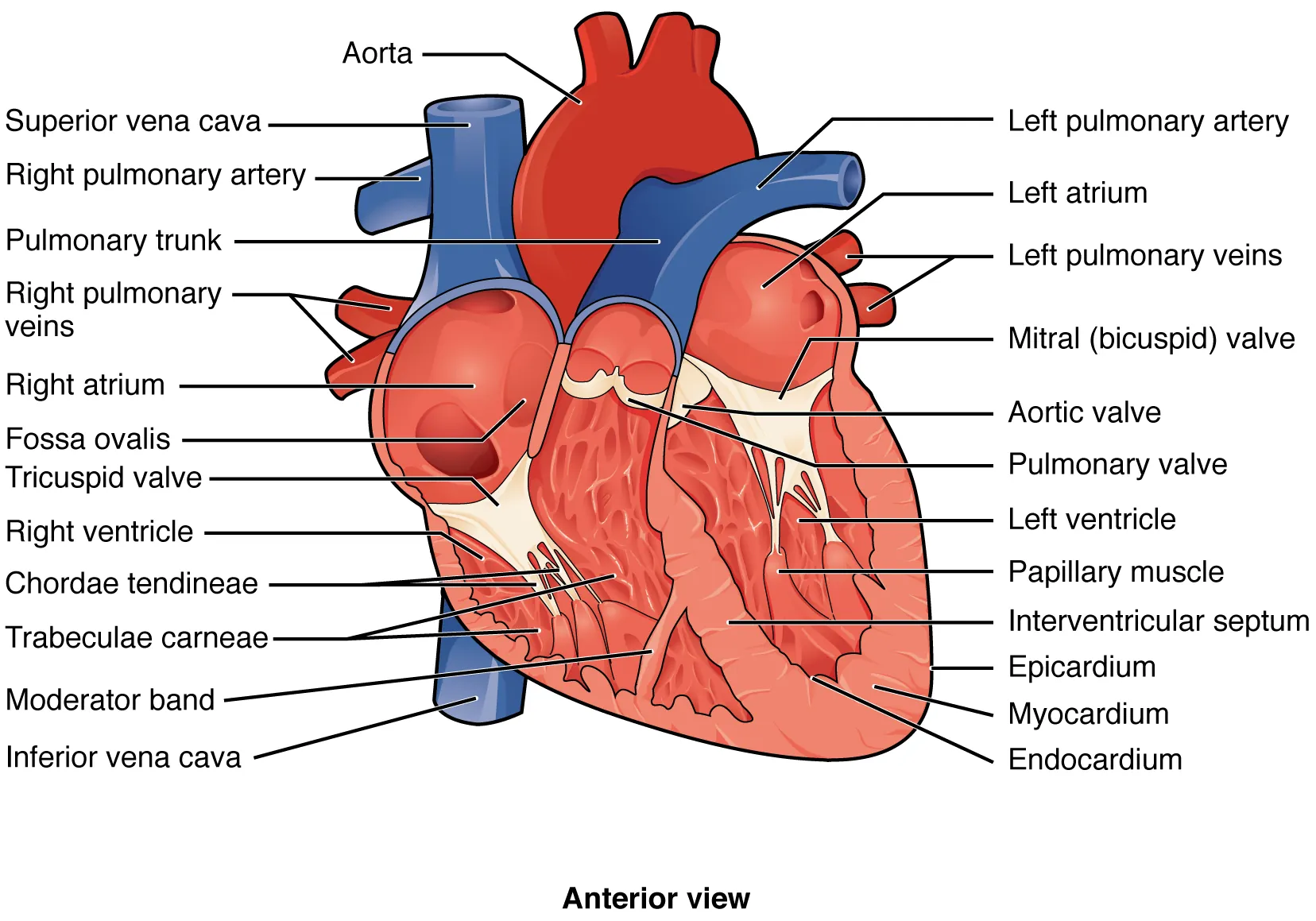 In this figure the top panel shows the image of the heart with the major parts labeled. The bottom left panel shows a photo of the heart with the surface layer peeled off. The images on the bottom right show detailed musculature inside the heart.