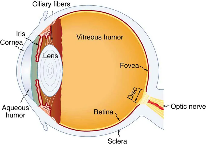The figure depicts the internal structure of an eye with labels. These labels include cornea, iris, aqueous humor, ciliary fibers, lens, vitreous humor, retina, fovea, sclera disc, and optic nerve.