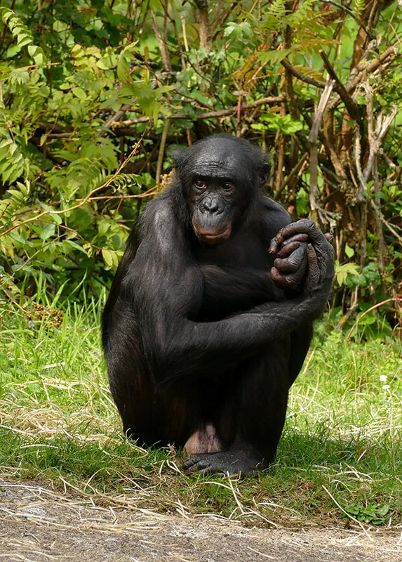 Bonobo crouching on the ground with its hands folded atop one knee.
