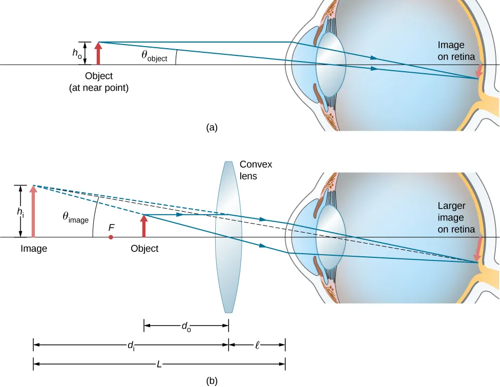 Figure a shows an object with height h 0 in front of an eye, at the near point. An image that is smaller than the object is formed on the retina. Figure b shows a bi-convex lens between the eye and the object. Rays from the object go through this and enter the eye to form a larger image on the retina. The back extensions of the rays deviated by the lens converge behind the object to form an image that is larger than the object. The distance of this image from the lens is d subscript i and that of the object from the lens is d subscript o. The distance of the lens from the eye is l. The distance of the image from the eye is L. The height of the image is h subscript i.