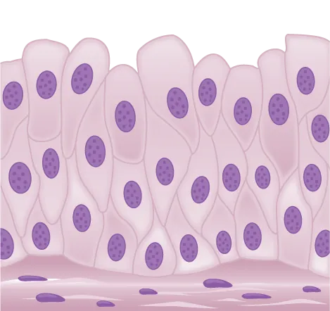 Illustration shows tall, diamond-shaped cells layered one on top of the other.