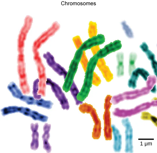 Part b: This image shows paired chromosomes.