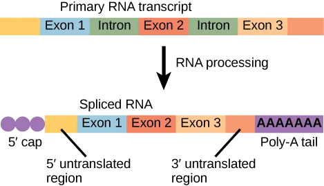 An illustration shows that before RNA processing, there is a primary RNA transcript including five boxes labeled, left to right, as exon 1, intron, exon 2, intron, and exon 3. After RNA processing, there is a spliced RNA with these parts, left to right: a 5' cap, a 5' untranslated region, exon 1, exon 2, exon 3, a 3' untranslated region, and a poly-a tail.