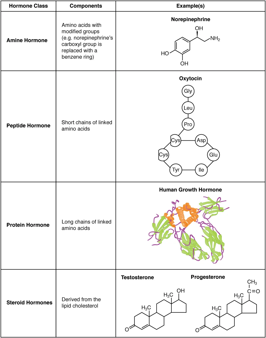 This table shows the chemical structure of amine hormones, peptide hormones, protein hormones, and steroid hormones. Amine hormones are amino acids with modified side groups. The example given is norepinephrine, which contains the NH two group typical of an amino acid, along with a hydroxyl (OH) group. The carboxyl group typical of most amino acids is replaced with a benzene ring, depicted as a hexagon of carbons that are connected by alternating single and double bonds. Peptide hormones are composed of short chains of amino acids. The example given is oxytocin, which has a chain of the following amino acids: GLY, LEU, PRO. The PRO is the bottom of the chain, which connects to a ring of the following amino acids: CYS, CYS, TYR, ILE, GLU, and ASP. Protein hormones are composed of long chains of linked amino acids. The example given is human growth hormone, which is composed of a bundle of amino acid strands, some thread-like, some coiled, and some in flat, folded sheets. Finally, steroid hormones are derived from the lipid cholesterol. Testosterone and progesterone are given as examples, which each contain several hexagonal and pentagonal carbon rings linked together.