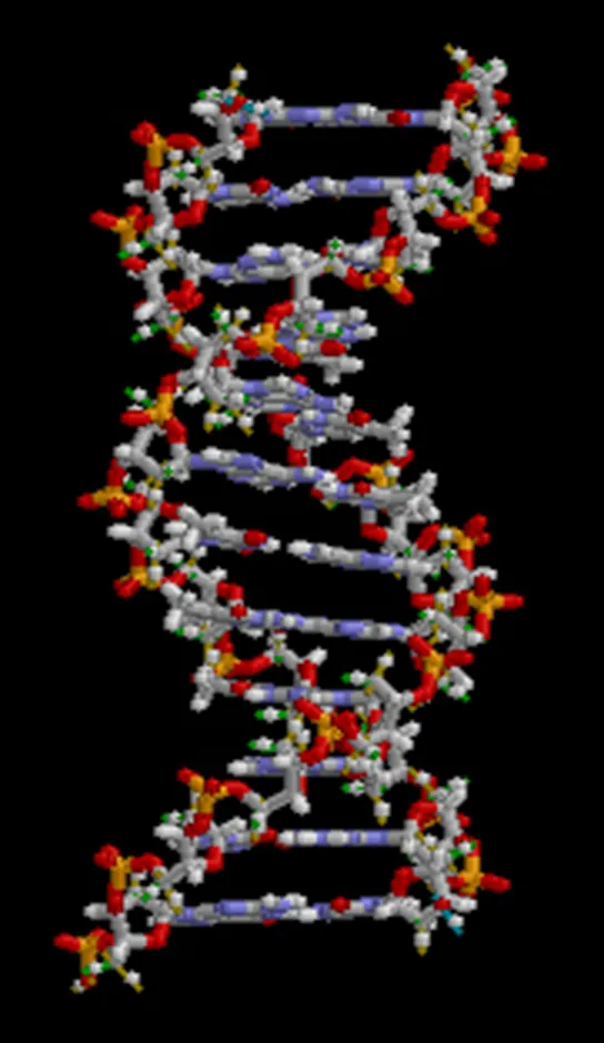 Molecular model depicts a D N A molecule, showing its double helix structure.  The double helix is made up of two separate vertical strands of small particles, or atoms.  These strands are connected by horizontal bands of particles.  The vertical strands are twisted, and the structure has the shape of a spiral staircase.