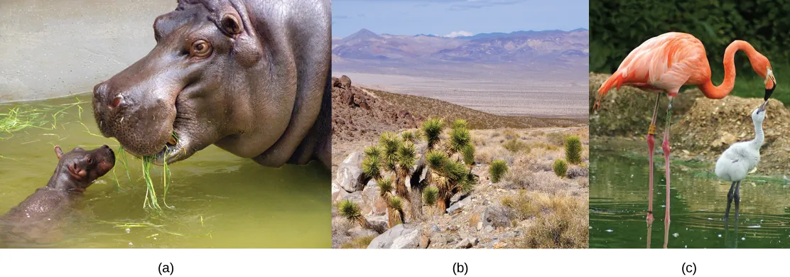 Three images are shown. Part a shows a mother and baby hippopotamus. In part b, mature trees are pictured next to saplings. In part c, a mother and baby flamingo are shown.