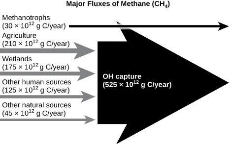 A figure labeled Major Fluxes of Methane (C H 4). Five arrows pointing to the right towards a larger arrow that is also pointing right. The first arrow is labeled Methanotrophs (30 x 10^12 g C/year). The second arrow is labeled Agriculture (219 x 10^12 g C/year). The third arrow is labeled Wetlands (175 x 10^12 g C/year). The fourth arrow is Other human sources (125 x 10^12 g C/year). The fifth arrow is labeled Other natural sources (45 x 10^12 g C/year). The large arrow is labeled O H capture (525 x 10^12 g C/year).