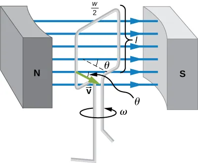 La imagen muestra una sola bobina rectangular que gira a velocidad angular constante en un campo magnético uniforme.