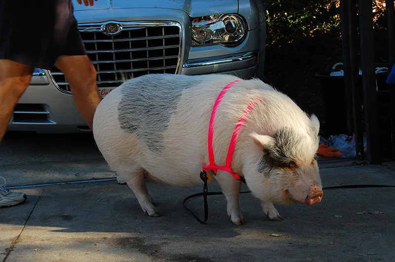 A pig stands on the sidewalk, wearing a brightly colored harness.