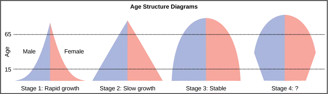 For the four different age structure diagrams shown, the base represents birth and the apex occurs around age 70. The age structure diagram for stage 1, rapid growth, is shaped like a deflated triangle that starts out wide at the base and rapidly decreases to a narrow apex, indicating that the number of individuals decreases rapidly with age. The age structure diagram for stage 2, slow growth, is triangular in shape, indicating that the number of individuals decreases steadily with age. The age structure diagram for stage 3, stable growth, is rounded at the top, indicating that the number of individuals per age group decreases gradually at first, then increases for the older portion of the population. The final age structure diagram, stage 4, widens from the base to middle age, and then narrows to a rounded top. The population type indicated by this diagram is not given, as this is part of the art connection question.