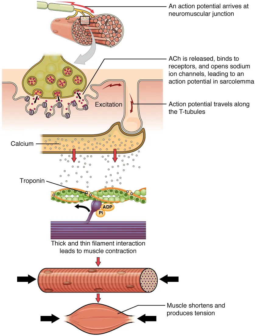 The top panel in this figure shows the interaction of a motor neuron with a muscle fiber and how the release of acetylcholine into the muscle cells leads to the release of calcium. The middle panel shows how calcium release activates troponin and leads to muscle contraction. The bottom panel shows an image of a muscle fiber being shortened and producing tension.