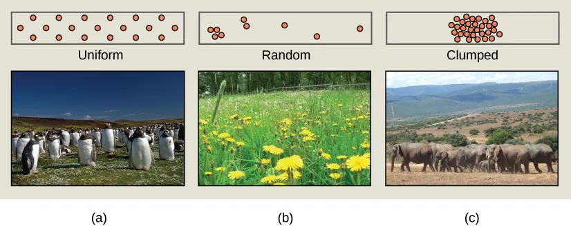 Photo (a) shows penguins, which maintain a defined territory and therefore have a uniform distribution. Photo (b) shows a field of dandelions whose seeds are dispersed by wind, resulting in a random distribution patter. Photo (c) shows elephants, which travel in herds resulting in a clumped distribution pattern.