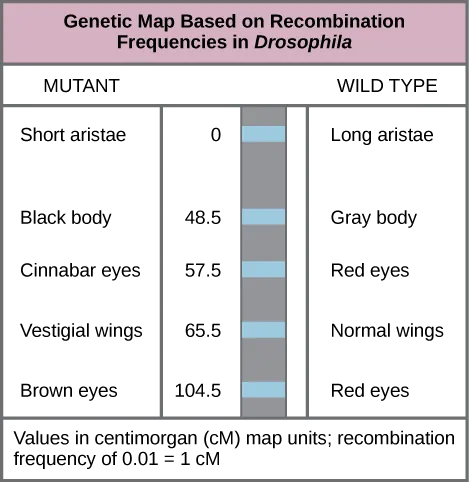 The illustration shows a Drosophila genetic map. The gene for aristae length occurs at 0 centimorgans, or cM. The gene for body color occurs at 48.5 cM. The gene for red versus cinnabar eye color occurs at 57.5 cM. The gene for wing length occurs at 65.5 cM, and the gene for red versus brown eye color occurs at 104.5 cM. One cM is equivalent to a recombination frequency of 0.01.