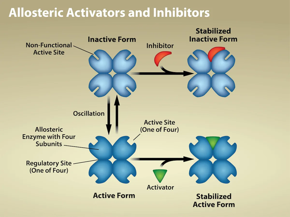 The left part of this diagram shows allosteric inhibition. The allosteric inhibitor binds to the enzyme at a site other than the active site. The shape of the active site is altered so that the enzyme can no longer bind to its substrate. The right part of this diagram shows allosteric activation. The allosteric activator binds to the enzyme at a site other than the active site. The shape of the active site is changed, allowing substrate to bind at a higher affinity.