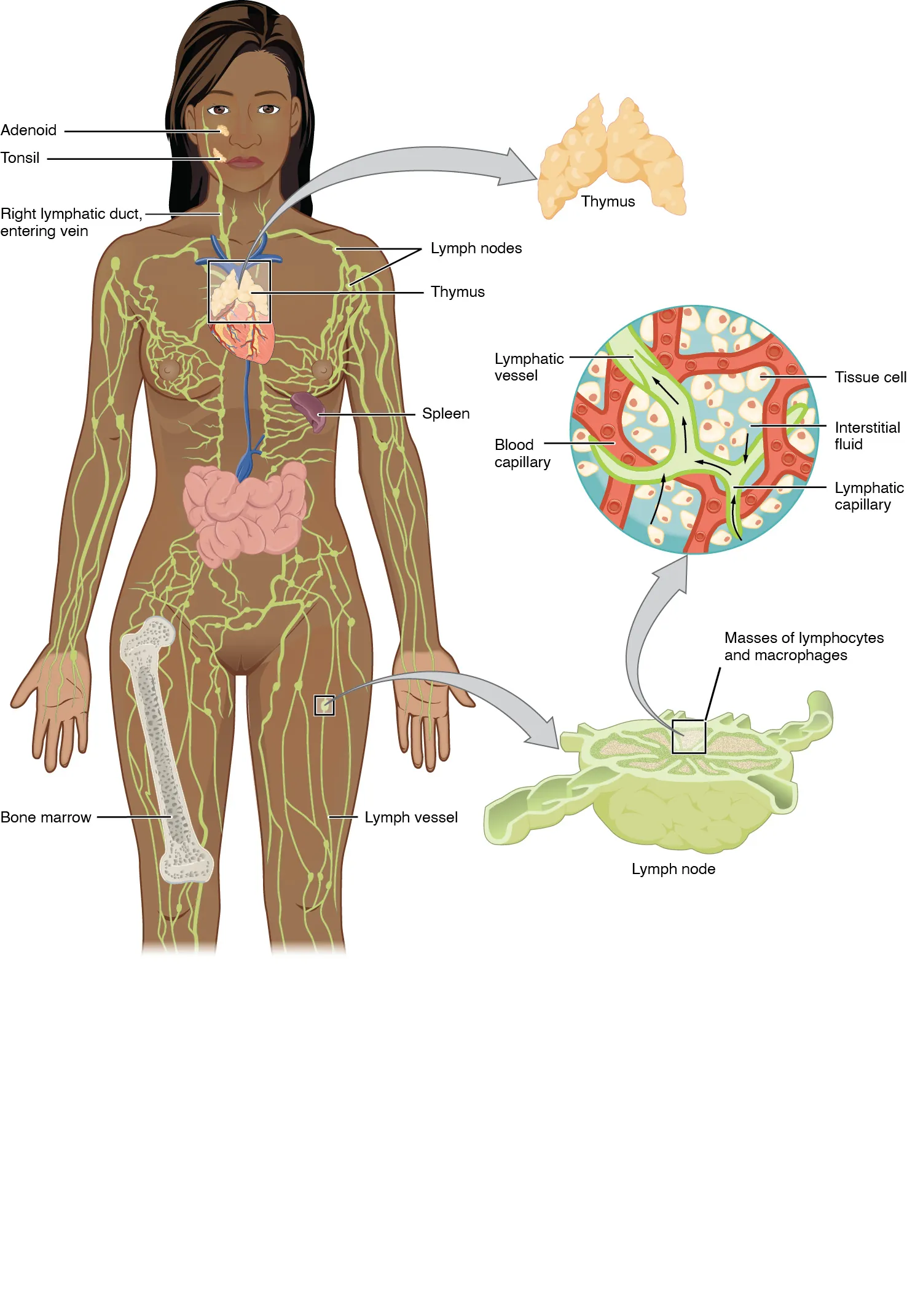 The left panel shows a female human body, and the entire lymphatic system is shown. The right panel shows magnified images of the thymus and the lymph node. All the major parts in the lymphatic system are labeled.