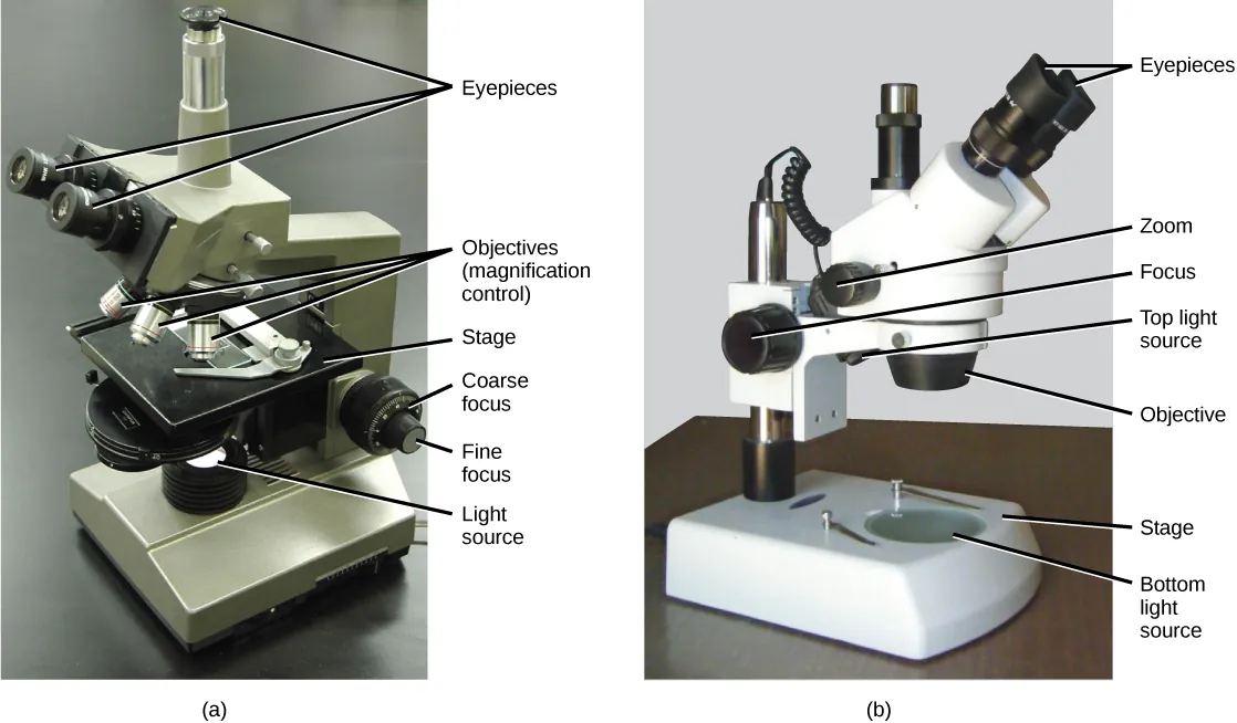 Part a: This light microscope has binocular lenses and three objective lenses. The sample stage is directly beneath the objective lens. The light microscope sits on a tabletop. Part b: The dissecting microscope has binocular eyepieces, one objective lens, and light sources from both above and below the sample stage. There is room on the stage for a three-dimensional specimen.