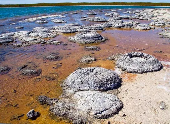 Photo B depicts round fossil structures called stromatalites along a watery shoreline.