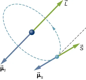 La órbita de un electrón en un átomo se ilustra como una pequeña esfera en una órbita circular alrededor de una esfera más grande en el centro del círculo. El sentido de la marcha es hacia la derecha (en sentido contrario a las agujas del reloj si se mira hacia abajo). En el núcleo, un vector L apunta hacia arriba (de nuevo, visto desde arriba) y un vector mu sub l apunta hacia abajo. En el electrón, un vector S apunta a un ángulo no especificado con respecto a la dirección de L, y un vector mu sub s apunta en la dirección opuesta a S.