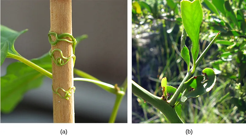 Photo shows (a) a plant clinging to a stick by wormlike tendrils and (b) a thick, green thorn on a green stem.