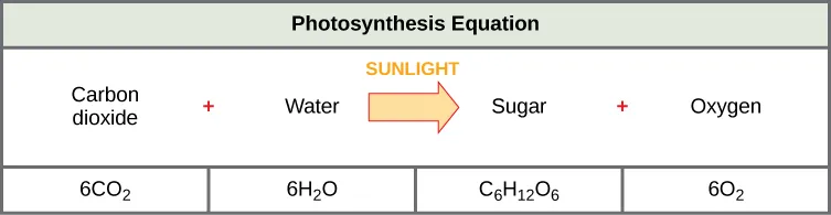 The photosynthesis equation is shown. According to this equation, six carbon dioxide molecules and six water molecules produce one sugar molecule and one oxygen molecule. The sugar molecule is made of 6 carbons, 12 hydrogens, and 6 oxygens. Sunlight is used as an energy source.