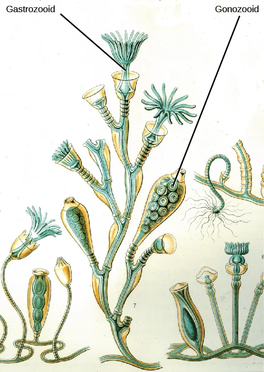 Illustration a shows Obelia geniculata, which has a body composed of branching polyps of two different types.