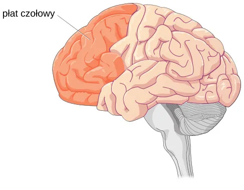 An illustration of a brain is shown with the frontal lobe labeled.