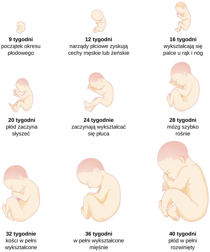 The growth of a fetus is shown using nine pictures in different stages of development. For each stage, there is a picture of a fetus which gets progressively larger and more mature. The first stage is labeled “9 weeks; fetal stage begins.” The second stage is labeled “12 weeks; sex organs differentiate.” The third stage is labeled “16 weeks; fingers and toes develop.” The fourth stage is labeled “20 weeks; hearing begins.” The fifth stage is labeled “24 weeks; lungs begin to develop.” The sixth stage is labeled “28 weeks; brain grows rapidly.” The seventh stage is labeled “32 weeks; bones fully develop.” The eighth stage is labeled “36 weeks; muscles fully develop.” The ninth stage is labeled “40 weeks; full-term development.”