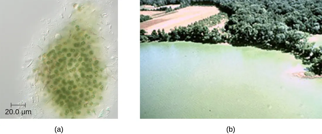 a) A micrograph of green spherical cells. B) A photo of a green lake