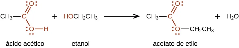 Se muestra una reacción química. A la izquierda, un grupo C H subíndice 3 está enlazado a un átomo de C en rojo. El átomo de C forma un doble enlace con un átomo de O que también está en rojo. El átomo de C también está enlazado a un átomo de O, que está enlazado a un átomo de H, también en rojo. Se muestra un signo más, que va seguido de H O C H subíndice 2 C H subíndice 3. El grupo H O está en rojo. Siguiendo una flecha de reacción, se muestra un grupo C H subíndice 3 que está enlazado a un átomo C rojo con un átomo de O de doble enlace y un átomo de O con enlace simple. A su derecha se une un grupo C H subíndice 2 C H subíndice 3, que se muestra en negro. Esta estructura va seguida de un signo más y de H subíndice 2 O. Los átomos de O en la primera estructura de la izquierda y en la estructura que sigue a la flecha de reacción tienen dos pares de puntos de electrones.