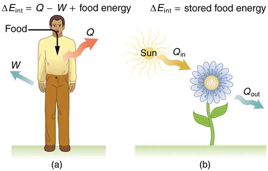 Part a of the figure is a pictorial representation of metabolism in a human body. The food is shown to enter the body as shown by a bold arrow toward the body. Work W and heat Q leave the body as shown by bold arrows pointing outward from the body. Delta E sub int is shown as the stored food energy. Part b of the figure shows the metabolism in plants .The heat from the sunlight is shown to fall on a plant represented as Q in. The heat given out by the plant is shown as Q out by an arrow pointing away from the plant.