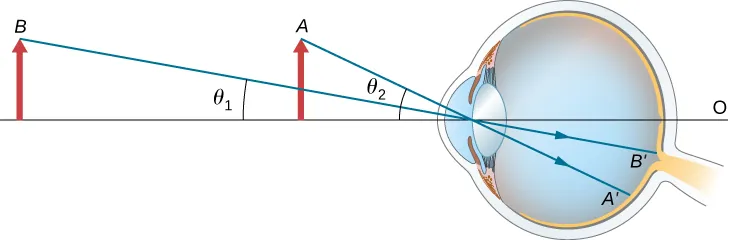 Two objects of the same size are shown in front of an eye. Object A is closer to the eye and forms an angle theta 2 with the optical axis. Object B is farther away and forms an angle theta 1 with the optical axis. Inside the eye, the rays strike the retina. Ray B prime is closer to the optical axis than ray A prime.