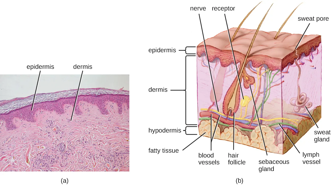 a) A micrograph of a large light pink region labeled dermis, a thinner dark pink region on top of that labeled epidermis, and a thin region of clear cells. The division between the dermis and epidermis is wavy; with areas where one projects into the other. B) A diagram of skin. The top layer is dark and is labeled epidermis. The next layer is lighter and much thicker; this is the dermis. Inside the dermis are vase-shaped hair follicles with hairs projecting out of the skin. Next to the hair follicle is a smaller vase-shape labeled sebaceous gland; this empties into the space of the hair follicle. There are also coiled shapes labeled receptor and a variety of long tubes labeled: nerve, lymph vessel and blood vessels. A coiled blob is labeled sweat gland; this leads to a tube that opens at the surface called a sweat pore. Below the dermis is a yellow bubbly-looking layer labeled fatty tissue; this is the hypodermis.