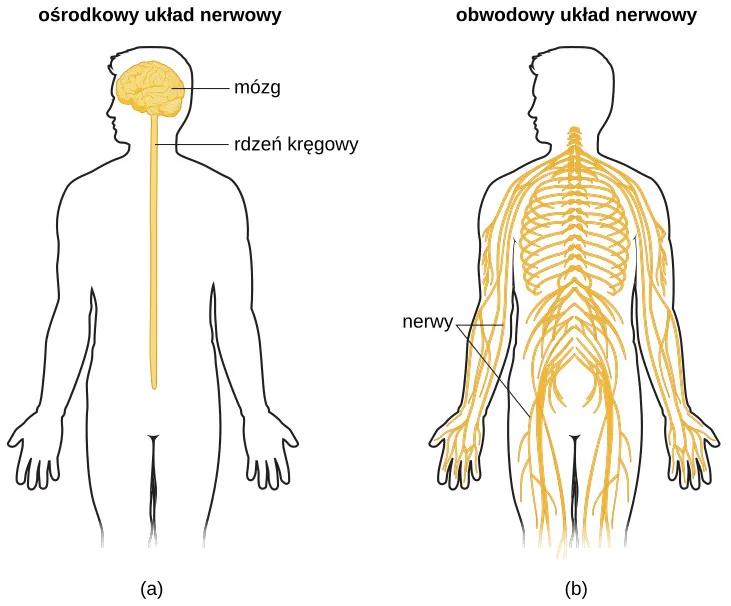 An illustrated outline of a human body labeled “central nervous system” shows the location of the “brain” and “spinal cord.” An illustrated outline of the human body labeled “peripheral nervous system” shows many “nerves” inside the body.