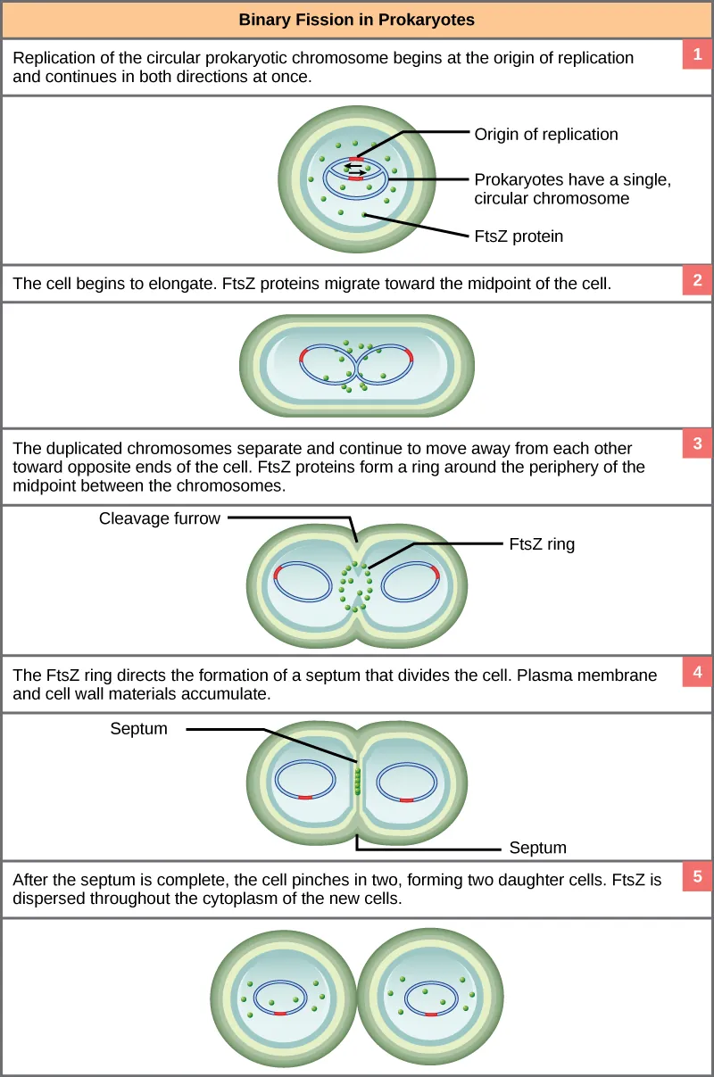 This illustration shows the steps of binary fission in prokaryotes. Replication of the single, circular chromosome begins at the origin of replication and continues simultaneously in both directions. As the DNA is replicated, the cell elongates, and FtsZ proteins migrate toward the center of the cell where they form a ring. The FtsZ ring directs the formation of a septum that divides the cell in two once DNA replication is complete.
