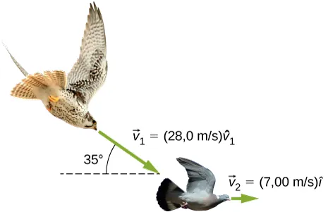 Na rysunku pokazano jastrzębia lecącego w kierunku gołębia. Prędkość lotu jastrzębia w prawo i w dół, tworzy kąt 350 z poziomem i opisana jest jako: wektor v1 i = 28m/s v1 i z daszkiem. Gołąb porusza się w prawo z prędkością: wektor v2 i = 7m/s i z daszkiem.