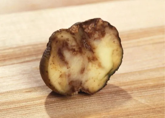 The photo shows a slice of potato that has browned and appears rotten.
