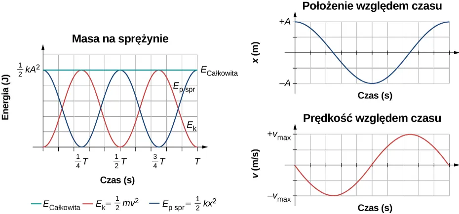 Wykresy energii, położenia i prędkości w funkcji czasu dla ciała o masie m, połączonego ze sprężyną. Po lewej stronie znajduje się wykres energii, gdzie energia jest podana w dżulach (J) w funkcji czasu wyrażonego w sekundach. Zakres na osi pionowej jest od zera do 1/2 razy k razy A do kwadratu. Zakres na osi poziomej jest od zera do T. Pokazano trzy krzywe. Wykres energii całkowitej E sub całkowita narysowano na zielono. Energia całkowita jest stała i wynosi 1/2 razy k razy A do kwadratu. Energia kinetyczna E sub k wynosi 1/2 m v do kwadratu i jest przedstawiona czerwoną linią. E sub k zaczyna się w punkcie odpowiadającym zerowej energii, przy t=0 i osiąga wartość maksymalną równą 1/2 k A do kwadratu dla 1/4 T, następnie osiąga zero dla 1/2 T, osiąga wartość k A do kwadratu dla 3/4 T, a następnie znowu osiąga wartość zero dla T. Energia potencjalna E sub p jest równa 1/2 k x do kwadratu i jest przedstawiona kolorem niebieskim. E sub p zaczyna się w punkcie, gdzie energia wynosi 1/2 k A do kwadratu dla t=0, osiąga wartość zero dla 1/4 T, następnie rośnie osiągając wartość 1/2 k A do kwadratu dla 1/2 T, spada do zera dla 3/4 T i osiąga wartość maksymalna dla 1/2 k A do kwadratu dla t=T. Wykres po prawej stronie przedstawia położenie w funkcji czasu, poniżej znajduje się wykres prędkości w funkcji czasu. Położenie jest oznaczone jako x i jest podane w metrach, zakres wynosi od –A do +A, czas podany jest w sekundach. Wykres zaczyna się od +A, następnie wartości maleją do t=0, gdzie położenie jest minimalne i wynosi –A, następnie osiąga +A. Prędkość oznaczona jest jako v i podana w metrach na sekundę, zakres jest od minus v sub max do plus v sub max, czas jest podany w sekundach. Prędkość wynosi zero dla t=0, osiąga minimum równe minus v sub max dla tej samej chwili, w której położenie jest równe zero. Prędkość wynosi ponownie zero dla x=-A, rośnie do plus v sub max dla położenia równego zero, następnie v=0 w końcowym punkcie wykresu, gdzie położenie jest znowu maksymalne.