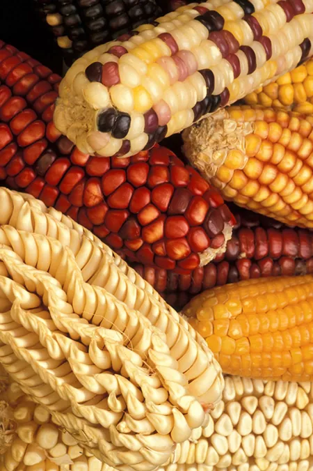 A photo of cobs of corn with kernels of varying shape and color.