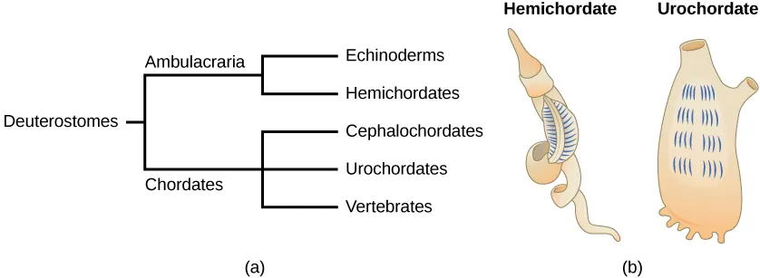 Part a shows the deuterostome taxa.  Deuterostomes lead to Ambulacraria and Chordates.  Ambulacraria lead to Echinoderms and Hemichordates.  Chordates lead to Cephalochordates, Urochordates, and Vertebrates.  Part b shows a hemichordates with a worm-like, helical body;  its pharyngeal slits appear on the top part of the helix.  And it also shows an Urochordate, a flattened creature with its pharyngeal slites across its flat front.