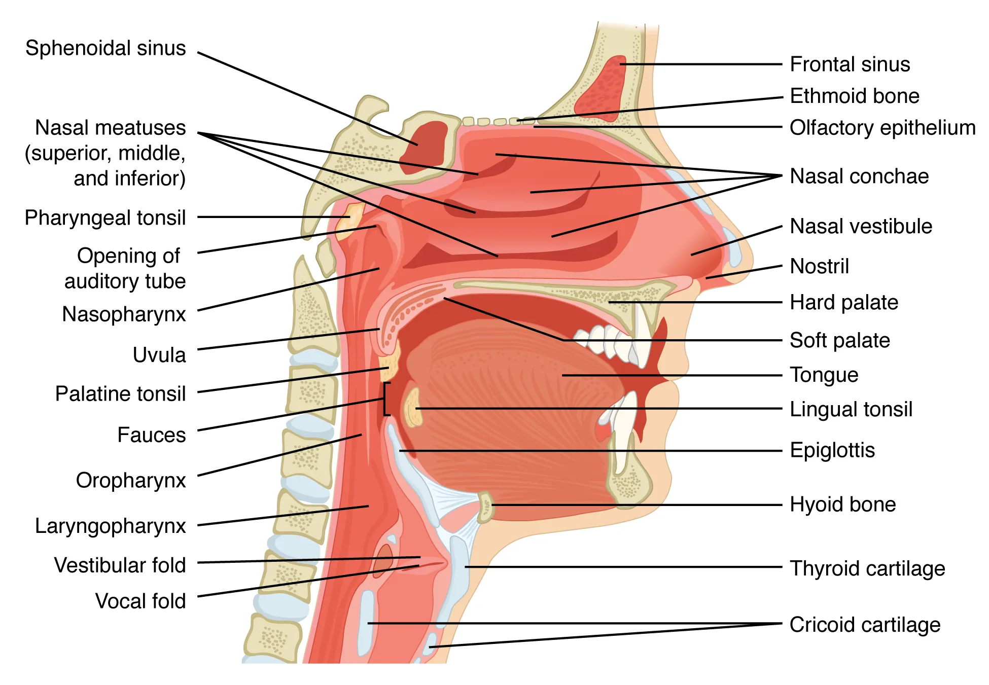 Structure of on sale the nose