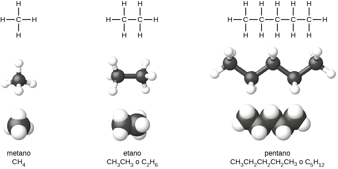 La figura ilustra cuatro formas de representar moléculas de metano, etano y pentano. En la primera fila de la figura, las fórmulas estructurales de Lewis muestran los símbolos de los elementos y los enlaces entre los átomos. El metano tiene un átomo central de C con cuatro átomos de H enlazados a él. El etano tiene un átomo de C con tres átomos de H enlazados a él. El átomo de C también está enlazado a otro átomo de C con tres átomos de H enlazados a él. El pentano tiene un átomo de C con tres átomos de H enlazados a él. El átomo de C está enlazado a otro átomo de C con dos átomos de H enlazados a él. El átomo de C está enlazado a otro átomo de C con dos átomos de H enlazados a él. El átomo de C está enlazado a otro átomo de C con dos átomos de H enlazados a él. El átomo de C está enlazado a otro átomo de C con tres átomos de H enlazados a él. En la segunda fila, se muestran los modelos de barras y esferas. En estas representaciones, los enlaces se representan con barras y los elementos con esferas. Los átomos de carbono son negros y los de hidrógeno son blancos en esta imagen. En la tercera fila, se muestran los modelos de espacio lleno. En estos modelos, los átomos se agrandan y se juntan, sin barras que representen enlaces. Los nombres de las moléculas y las fórmulas estructurales aparecen en la cuarta fila. El metano se denomina y se representa con una fórmula estructural condensada como C H subíndice 4. El etano se nombra y representa con dos fórmulas estructurales C H subíndice 3 C H subíndice 3 y C subíndice 2 H subíndice 6. El pentano se nombra y representa como C H subíndice 3 C H subíndice 2 C H subíndice 2 C H subíndice 2 C H subíndice 3 y C subíndice 5 H subíndice 12.