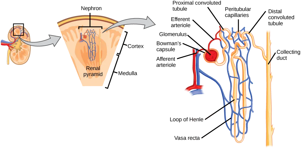 Illustration shows the nephron, a tube-like structure that begins in the kidney cortex. Here, arterioles converge in a bulb-like structure called the glomerulus, which is partly surrounded by a Bowman’s capsule. Afferent arterioles enter the glomerulus, and efferent arterioles leave. The glomerulus empties into the proximal convoluted tubule. A long loop, called the loop of Henle, extends from the proximal convoluted tubule to the inner medulla of the kidney, and then back out to the cortex. There, the loop of Henle joins a distal convoluted tubule. The distal convoluted tubule joins a collecting duct, which travels from the medulla back into the cortex, toward the center of the kidney. Eventually, the contents of the renal pyramid empty into the renal pelvis, and then the ureter.